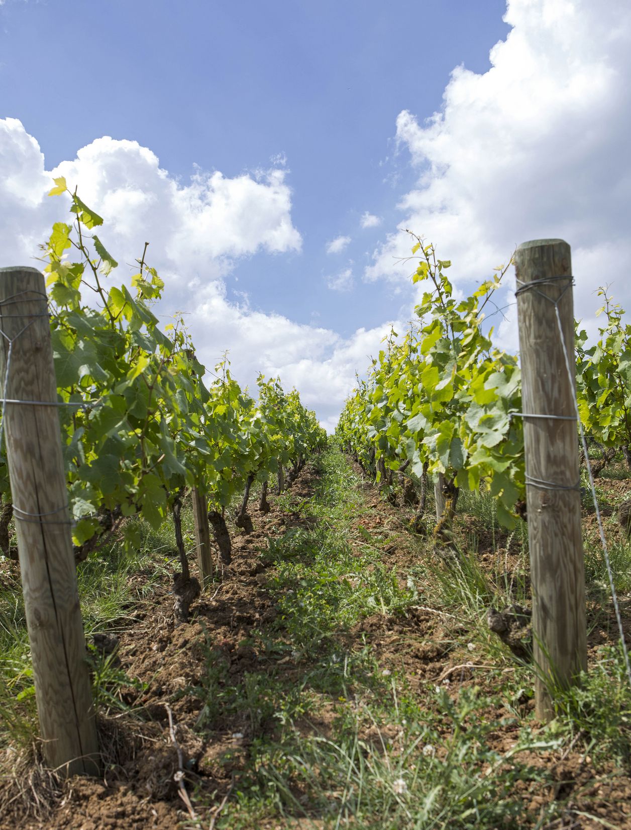Vin sélectionné